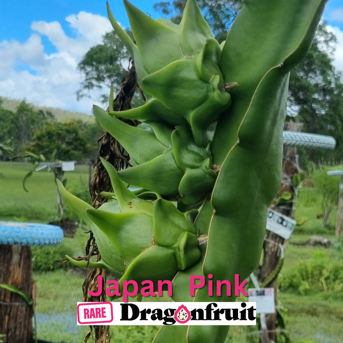 Japan Pink Dragon Fruit - Rare Dragon Fruit