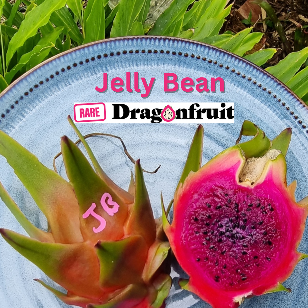 Jelly Bean Dragon Fruit - Rare Dragon Fruit