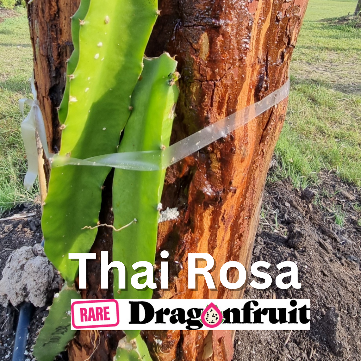 Thai Rosa Dragon fruit - Rare Dragon Fruit