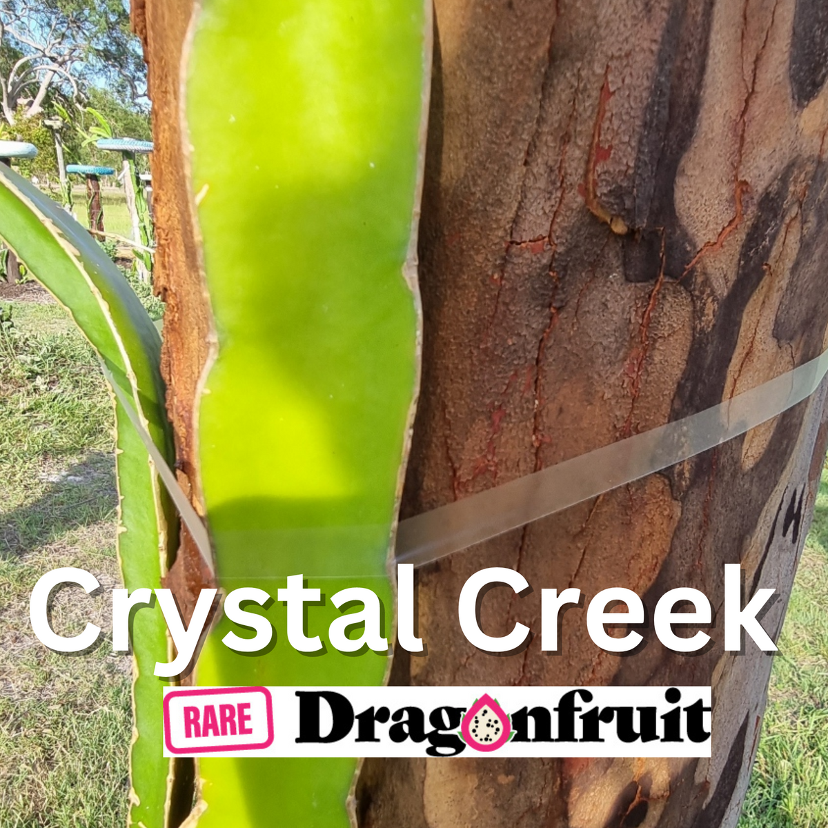 Crystal Creek Dragon Fruit - Rare Dragon Fruit