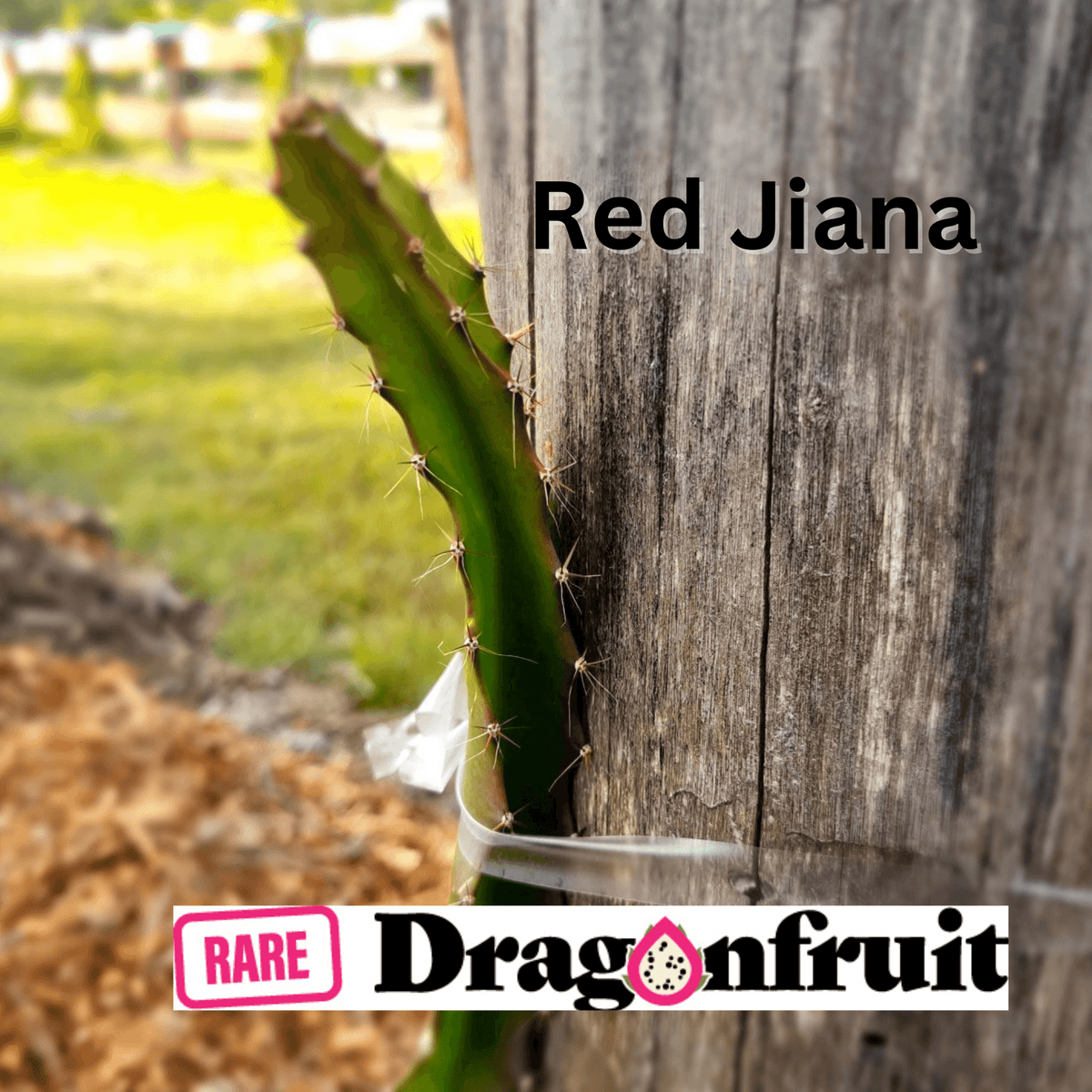 Red Jiana Dragon Fruit - Rare Dragon Fruit