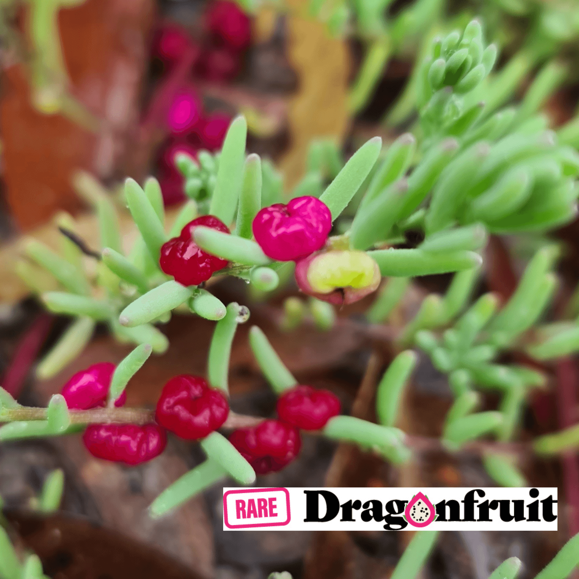 Ruby Salt Bush (Enchylaena Tomentosa) - Rare Dragon Fruit