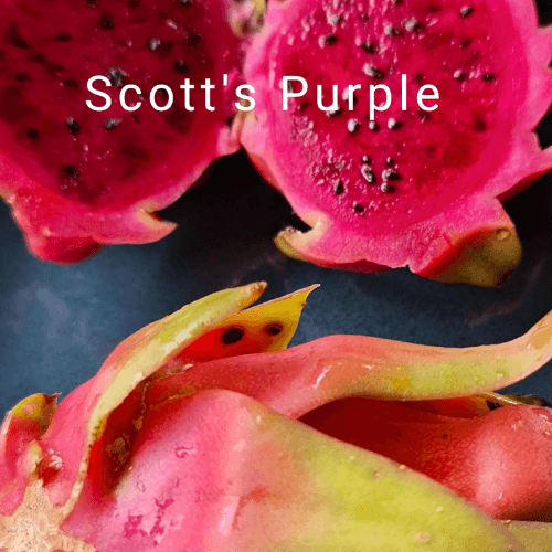 Scotts Purple Hylocereus polyrhizus x -watermelon flavoured Dragon Fruit Plant - Rare Dragon Fruit
