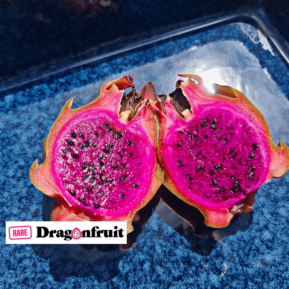 Sugar Dragon (S8) - Hylocereus Hybrid Californian Dragon Fruit - Rare Dragon Fruit