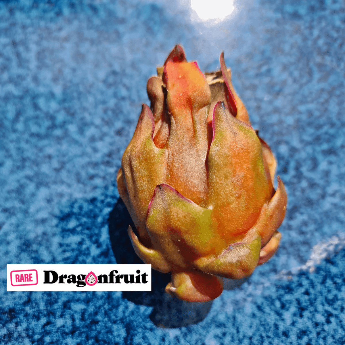 Sugar Dragon (S8) - Hylocereus Hybrid Californian Dragon Fruit - Rare Dragon Fruit