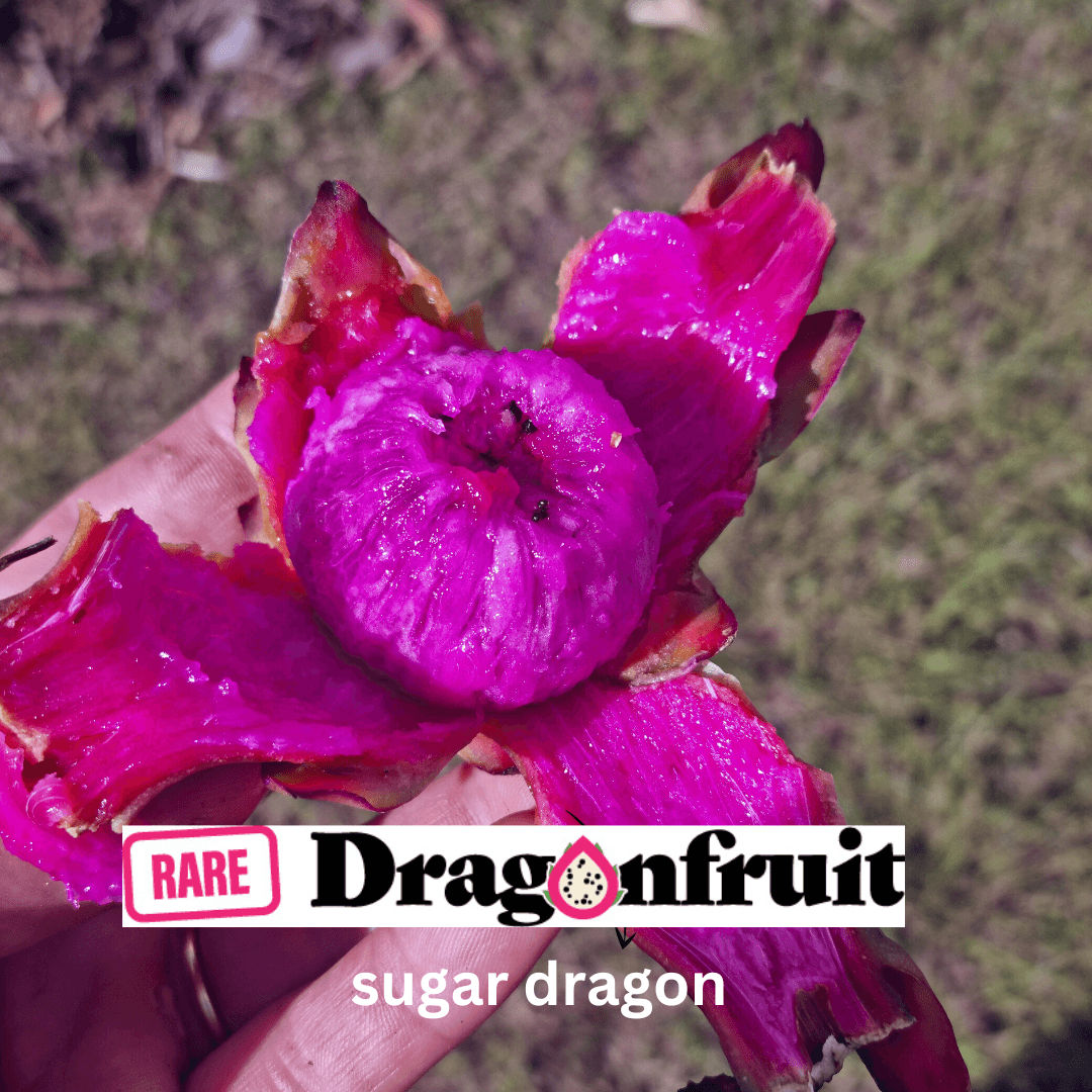 Sugar Dragon (S8) - Hylocereus Hybrid Californian Dragon Fruit - Rare Dragon Fruit