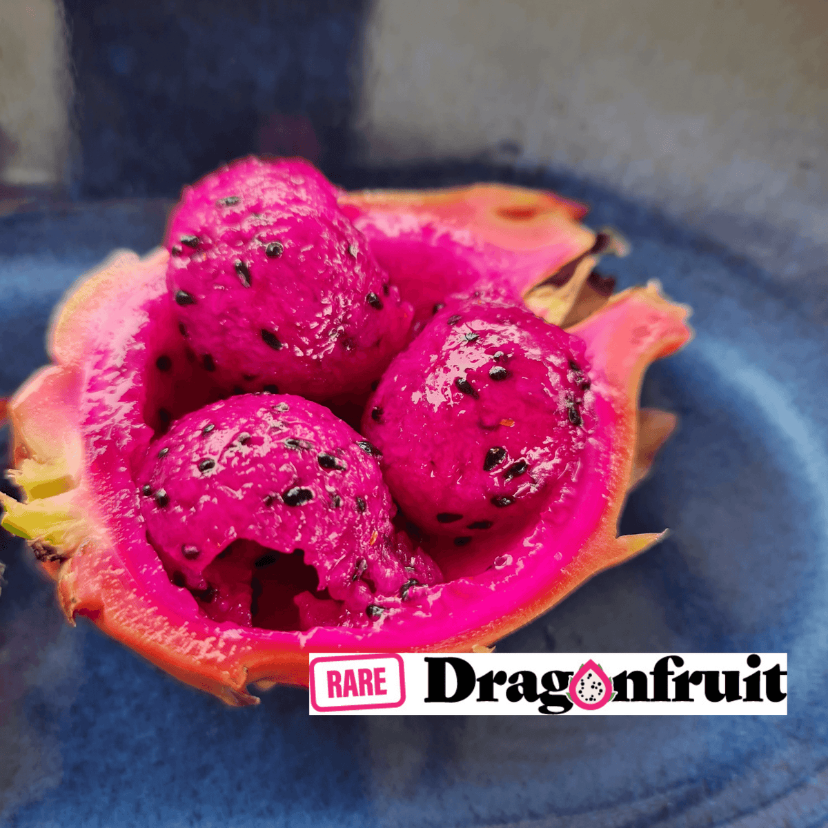 Sugar Dragon (S8) - Hylocereus Hybrid Californian Dragon Fruit - Rare Dragon Fruit