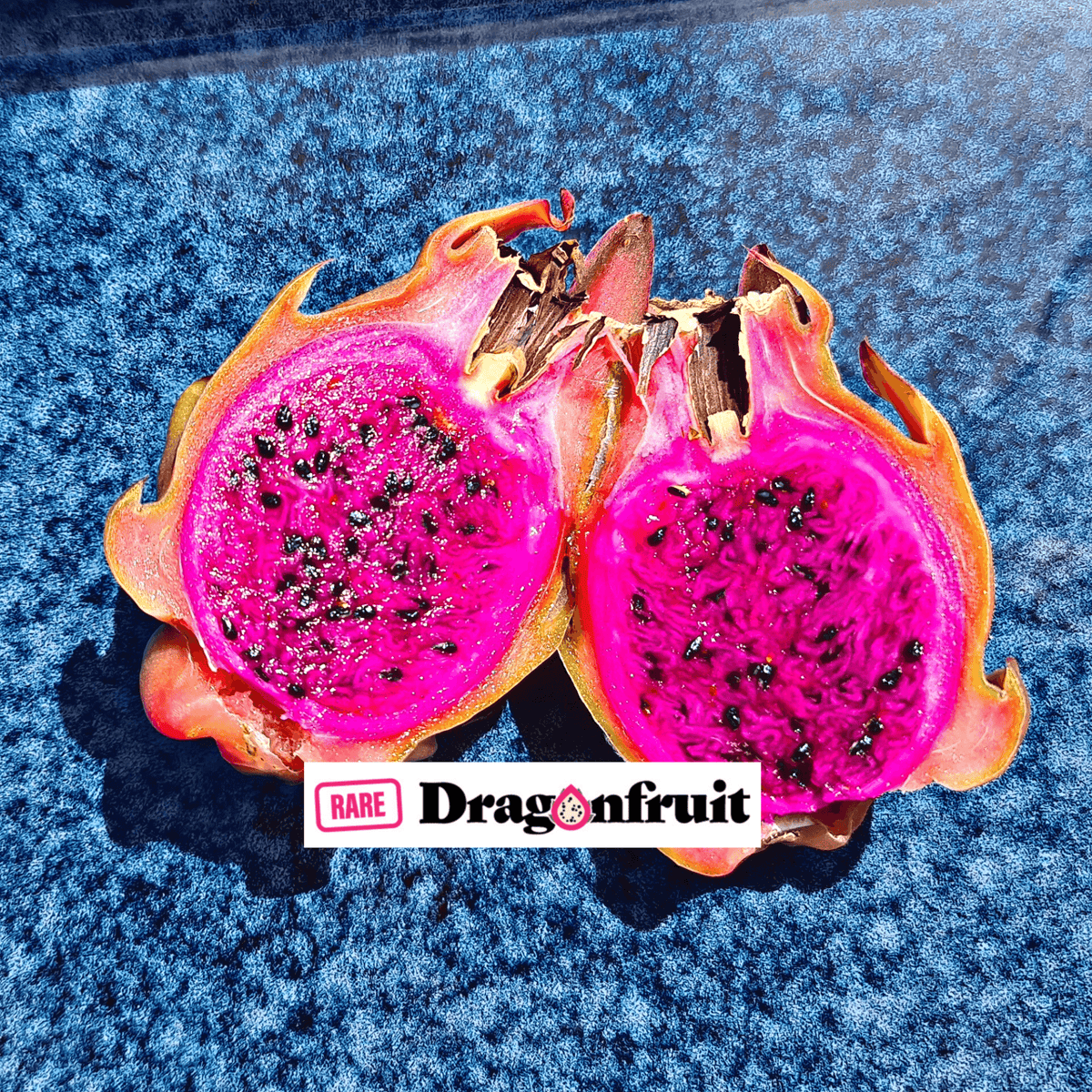 Sugar Dragon (S8) - Hylocereus Hybrid Californian Dragon Fruit - Rare Dragon Fruit