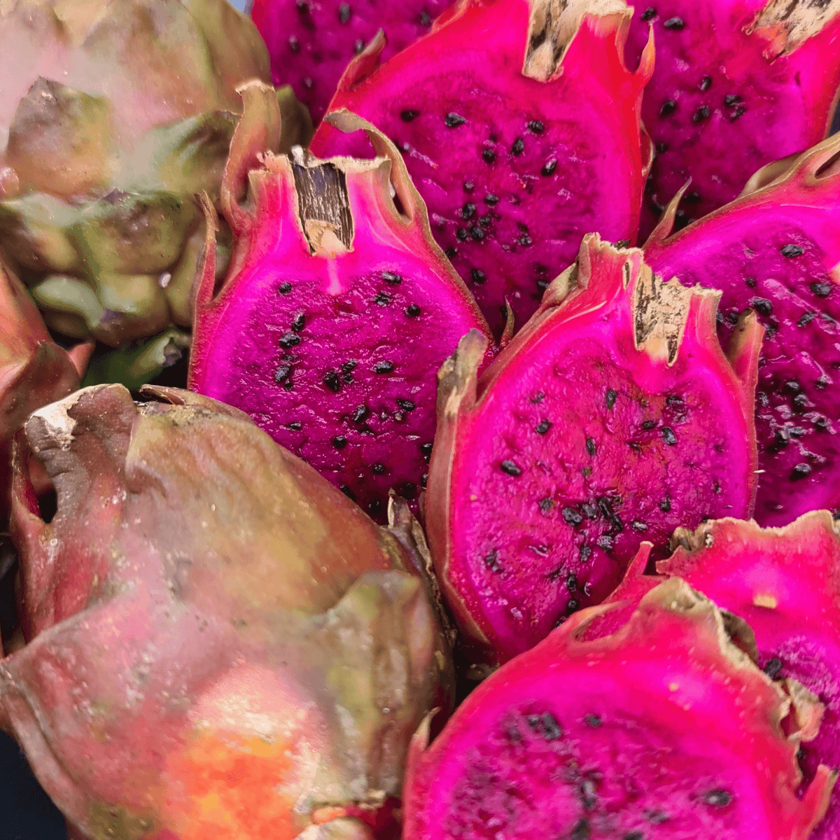 Sugar Dragon (S8) - Hylocereus Hybrid Californian Dragon Fruit - Rare Dragon Fruit