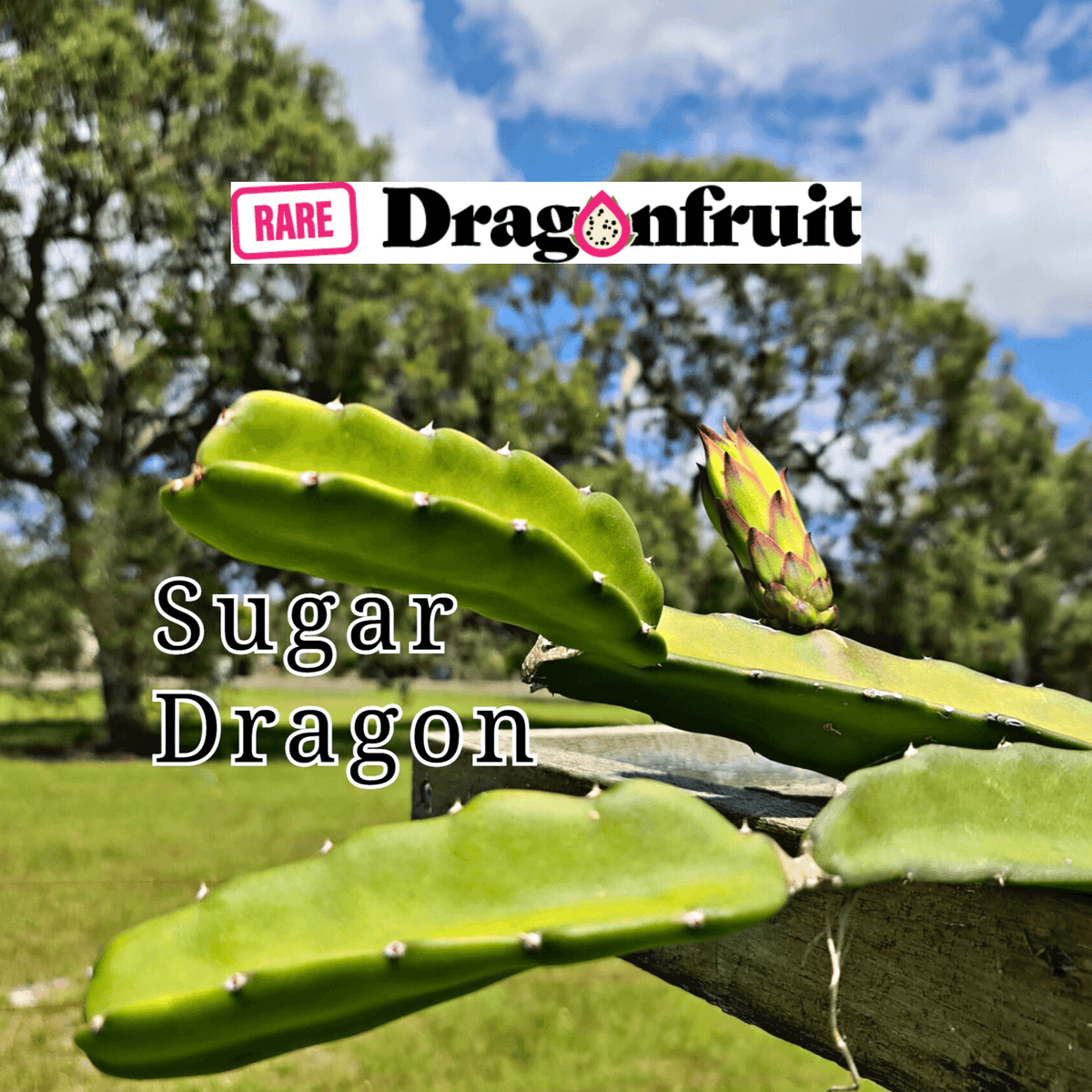 Sugar Dragon (S8) - Hylocereus Hybrid Californian Dragon Fruit - Rare Dragon Fruit
