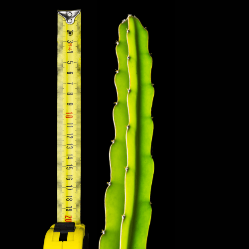 Sugar Dragon (S8) - Hylocereus Hybrid Californian Dragon Fruit - Rare Dragon Fruit