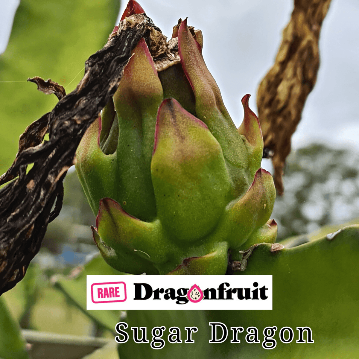 Sugar Dragon (S8) - Hylocereus Hybrid Californian Dragon Fruit - Rare Dragon Fruit