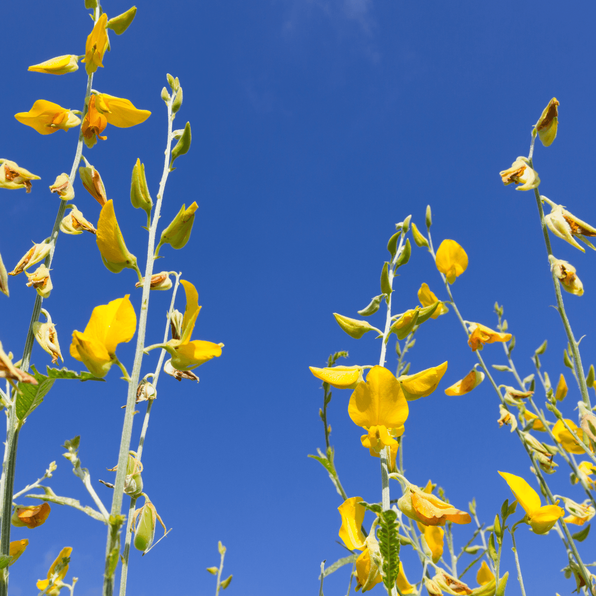 Sunn Hemp- Crotalaria juncea 50g Green manure - Rare Dragon Fruit
