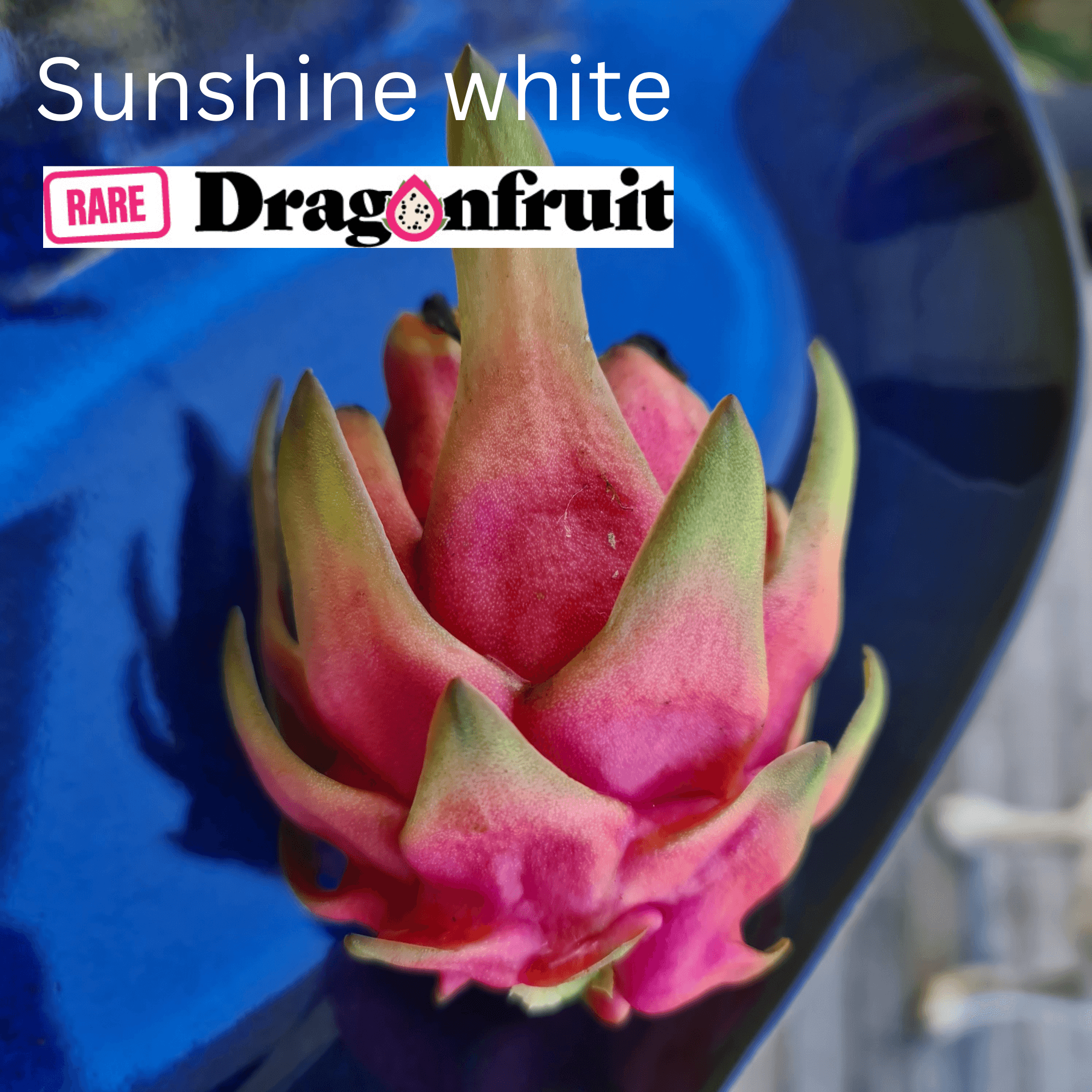 Sunshine White dragon fruit - Rare Dragon Fruit