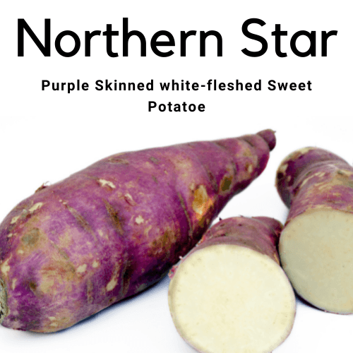 Sweet Potato -Northern Star 5 cuttings 10-15cm - Rare Dragon Fruit
