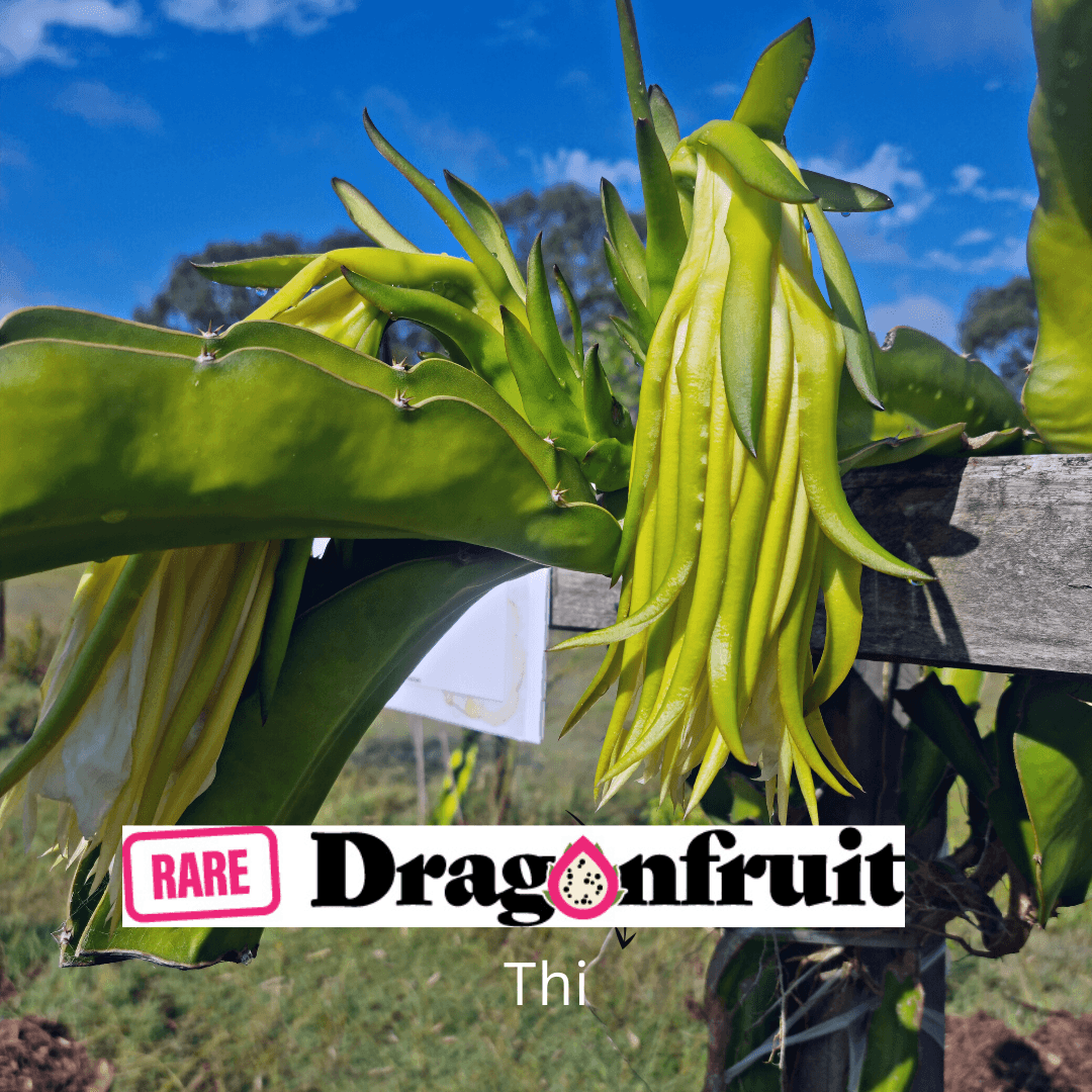 THI- Hylocereus Undatas Dragon Fruit from Thailand - Rare Dragon Fruit