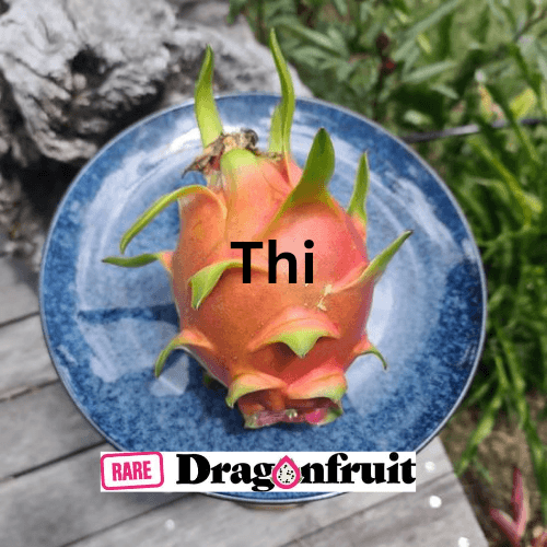 THI- Hylocereus Undatas Dragon Fruit from Thailand - Rare Dragon Fruit