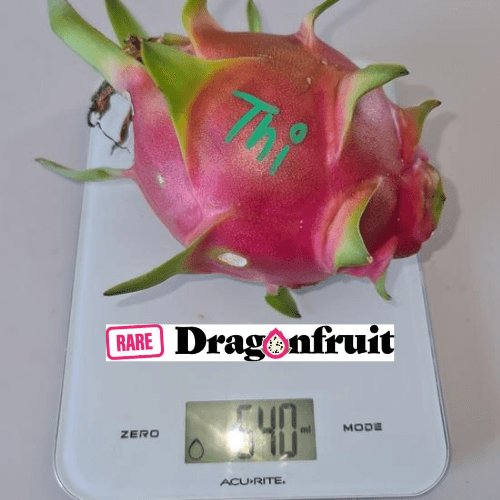 THI- Hylocereus Undatas Dragon Fruit from Thailand - Rare Dragon Fruit