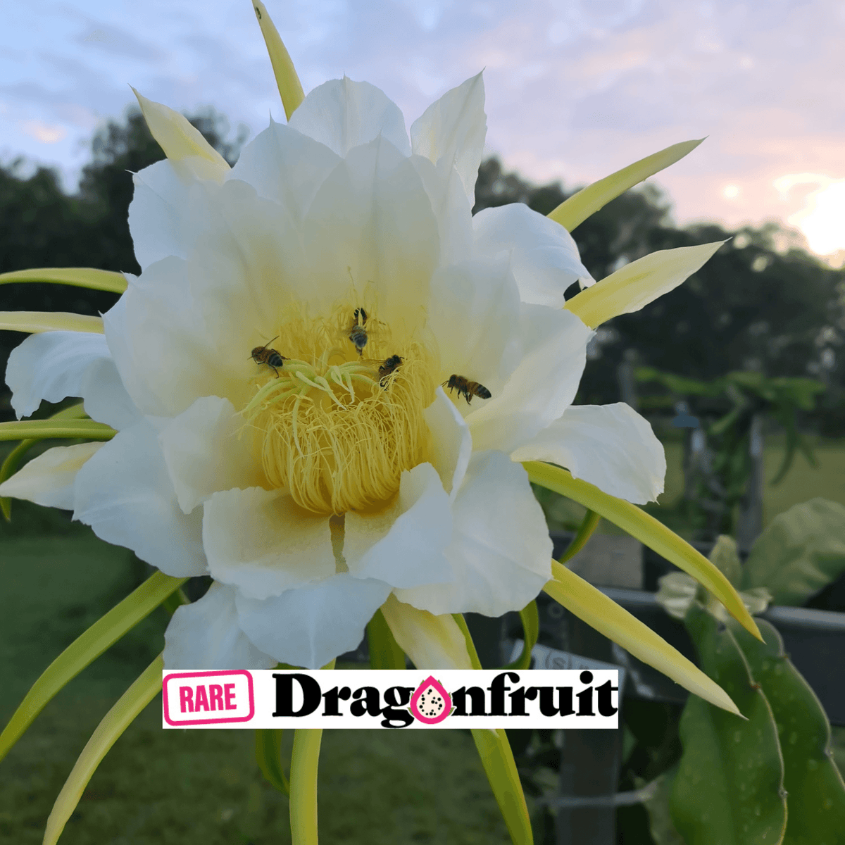 THI- Hylocereus Undatas Dragon Fruit from Thailand - Rare Dragon Fruit