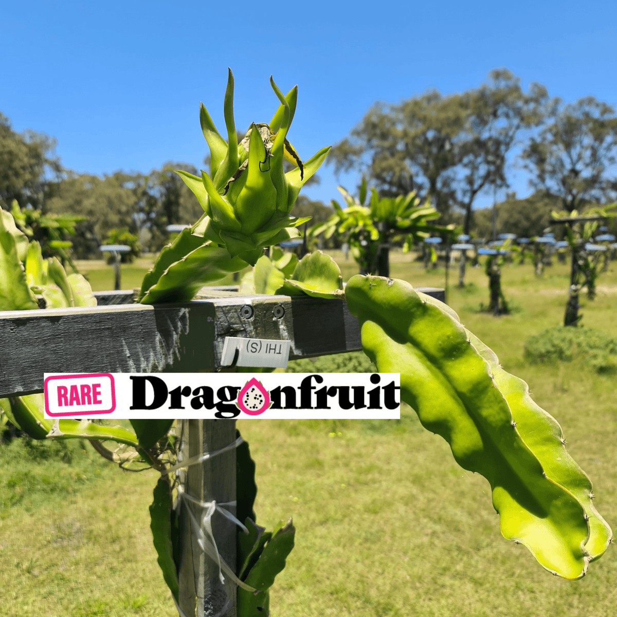 THI- Hylocereus Undatas Dragon Fruit from Thailand - Rare Dragon Fruit
