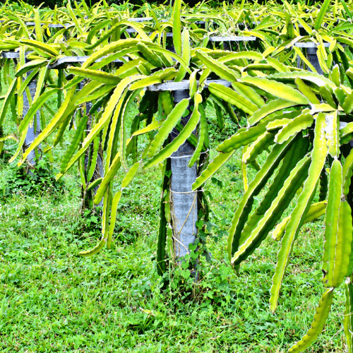 THI- Hylocereus Undatas Dragon Fruit from Thailand - Rare Dragon Fruit