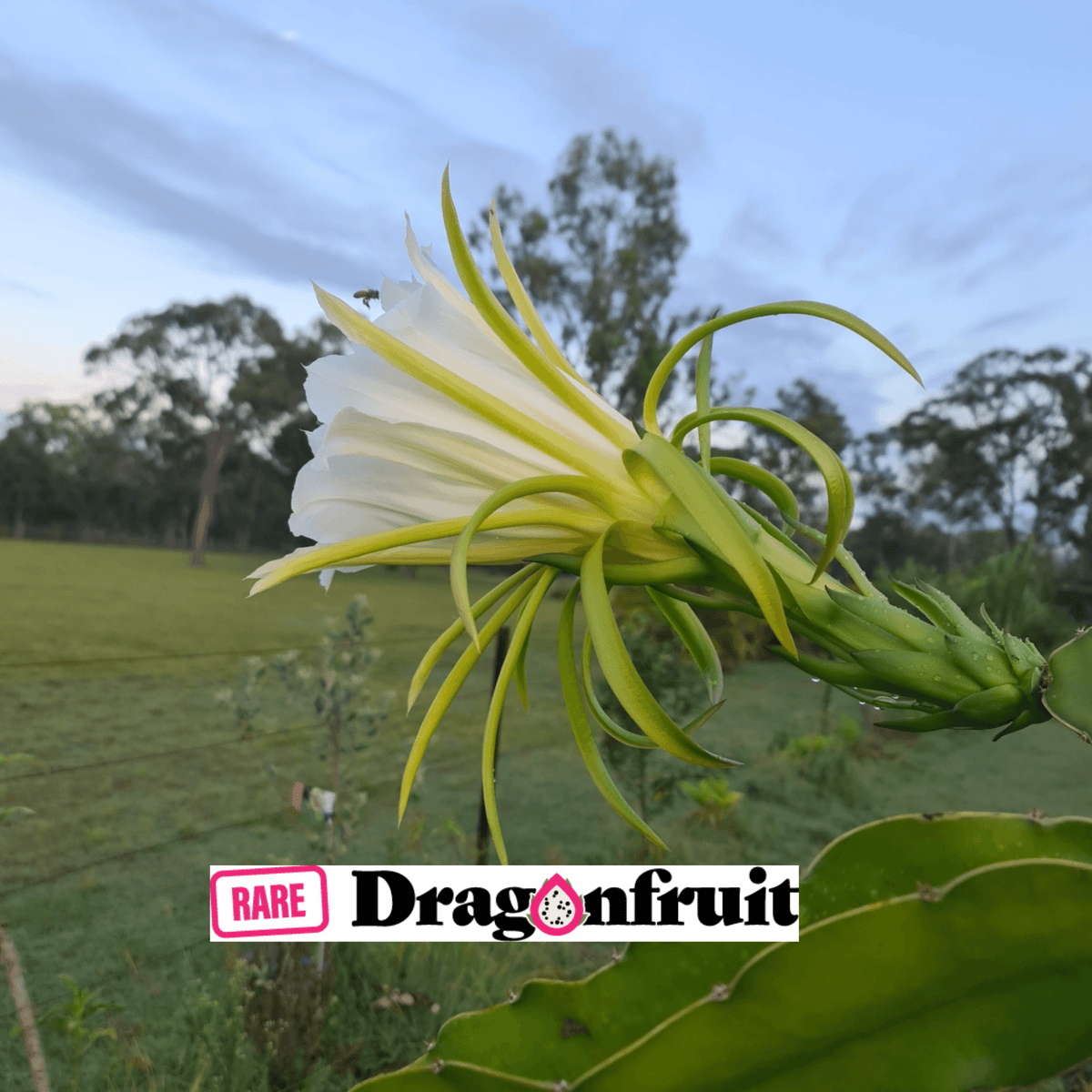 THI- Hylocereus Undatas Dragon Fruit from Thailand - Rare Dragon Fruit