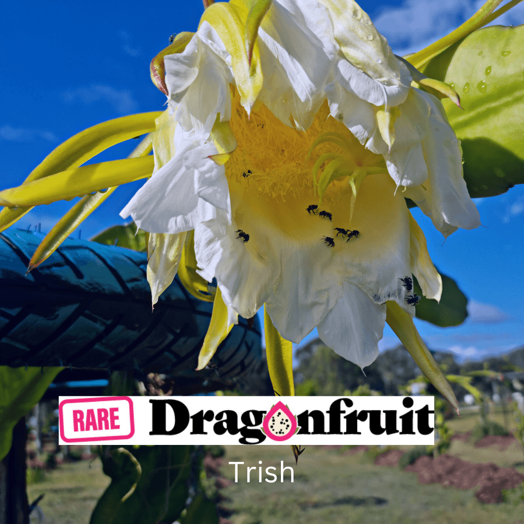Trish Commercial Red Dragon Fruit - Rare Dragon Fruit