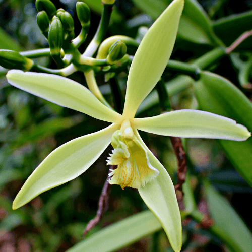 Vanilla Bean Orchid- Vanilla planifolia - Rare Dragon Fruit