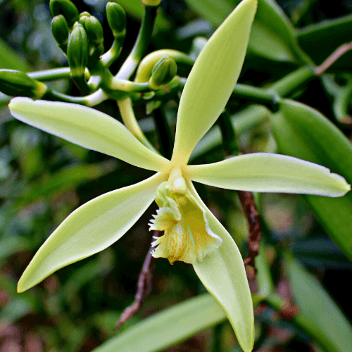 Vanilla planifolia, vanilla bean newest orchid, on hoop, 8” pot.