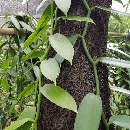 Vanilla Bean Orchid- Vanilla planifolia - Rare Dragon Fruit