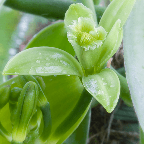 Vanilla Bean Orchid- Vanilla planifolia - Rare Dragon Fruit