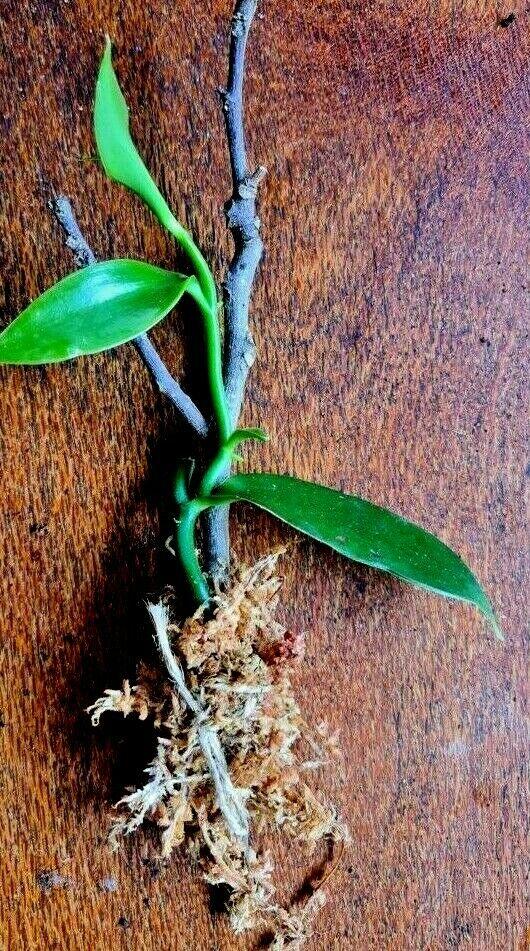 Vanilla Bean Orchid- Vanilla planifolia - Rare Dragon Fruit