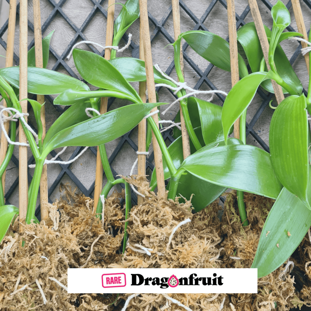 Vanilla Bean Orchid- Vanilla planifolia - Rare Dragon Fruit