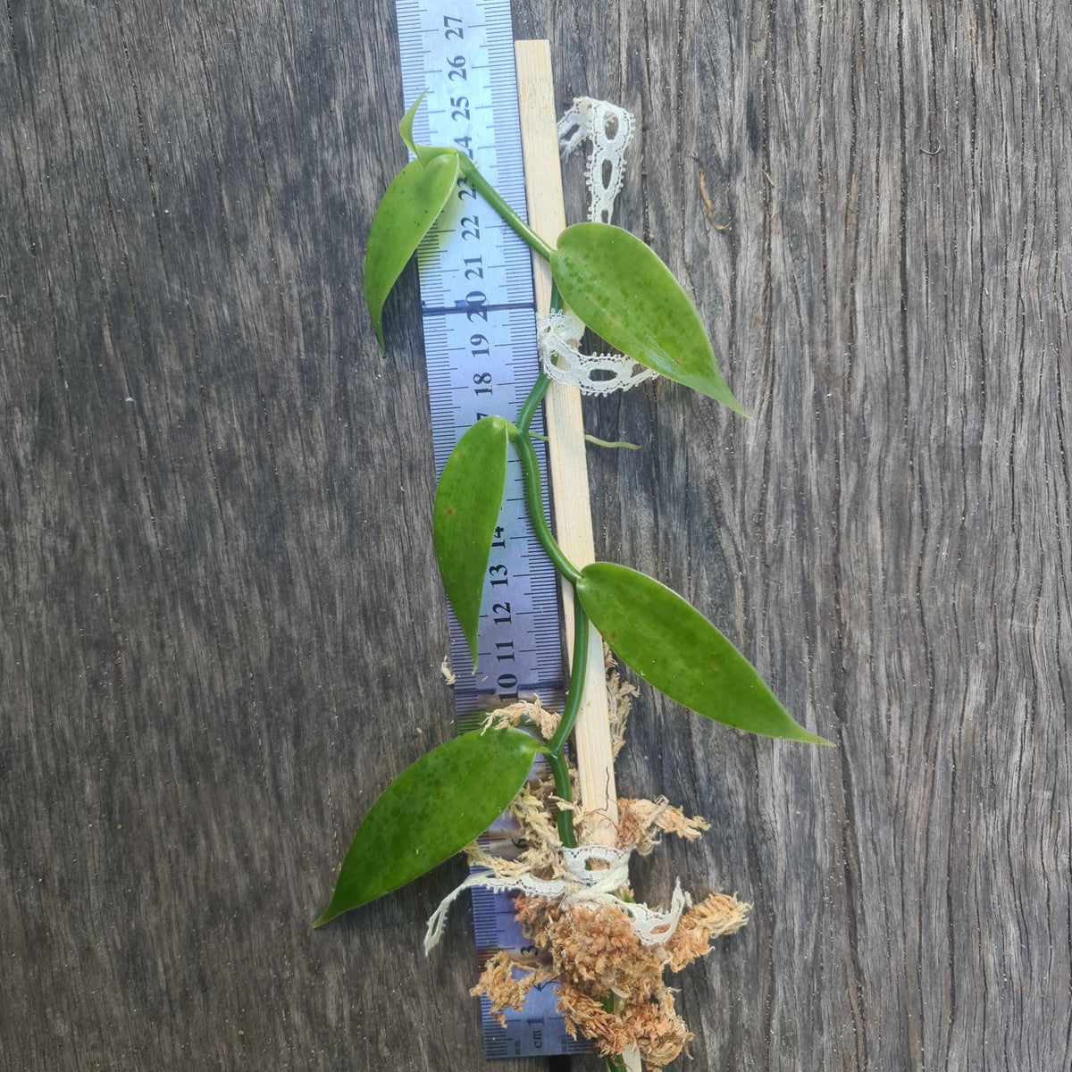 Vanilla Bean Orchid- Vanilla planifolia - Rare Dragon Fruit