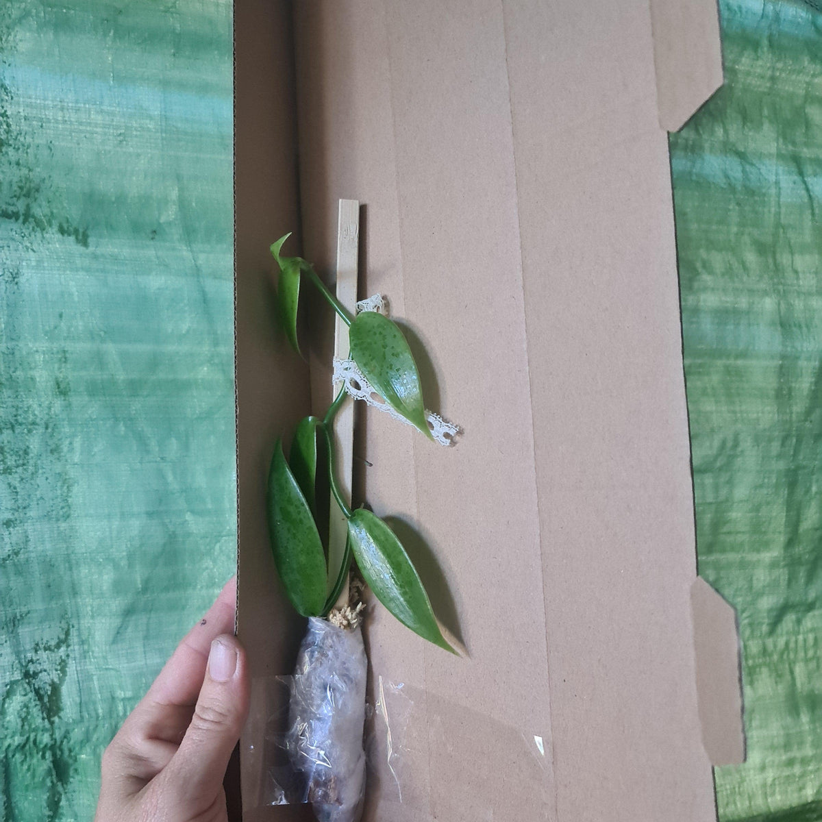 Vanilla Bean Orchid- Vanilla planifolia - Rare Dragon Fruit