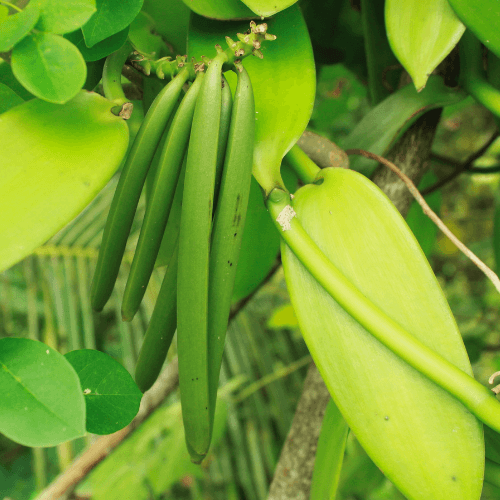 Vanilla Bean Orchid- Vanilla planifolia - Rare Dragon Fruit