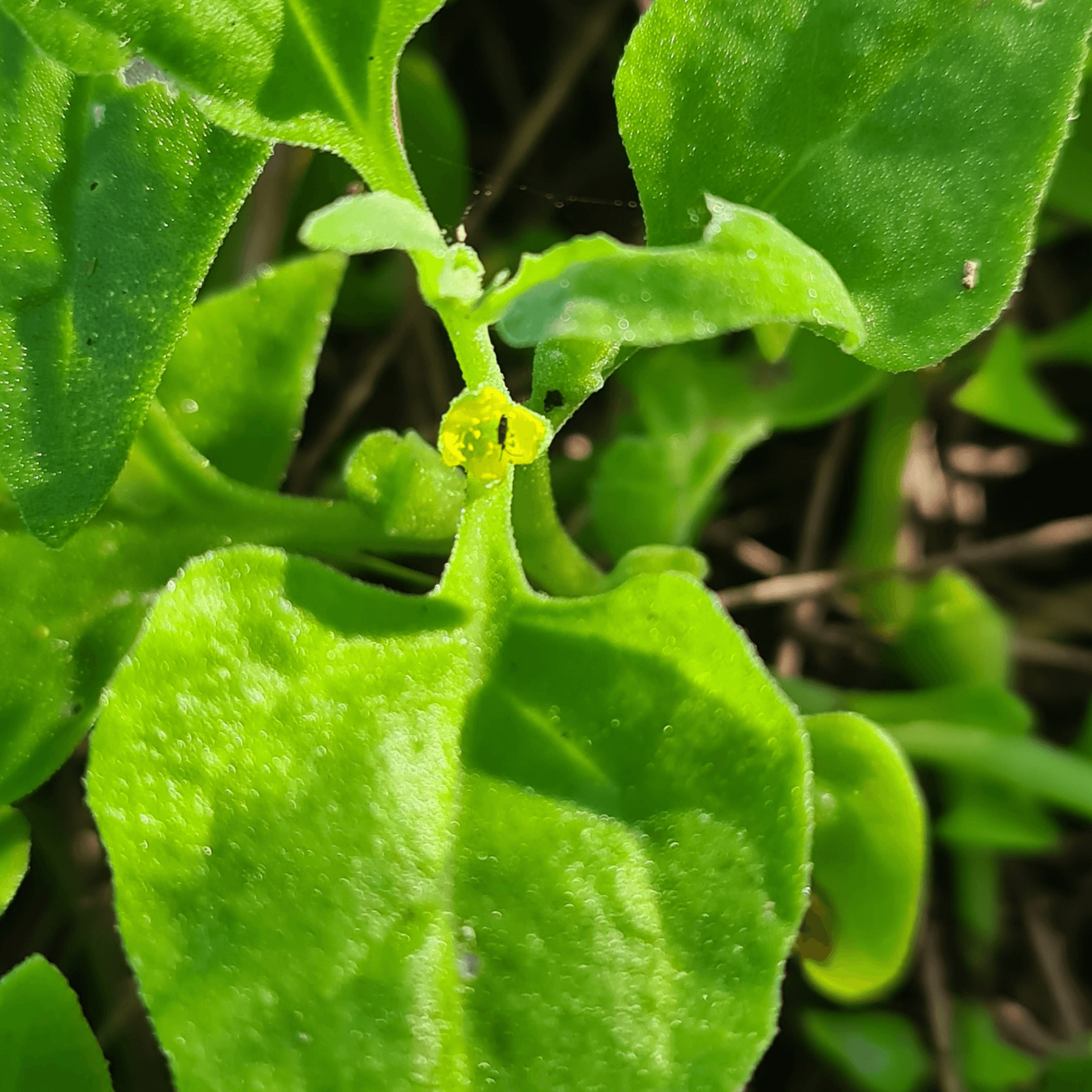 Warringal Green - New Zealand Spinach. Bush Tucker - Rare Dragon Fruit