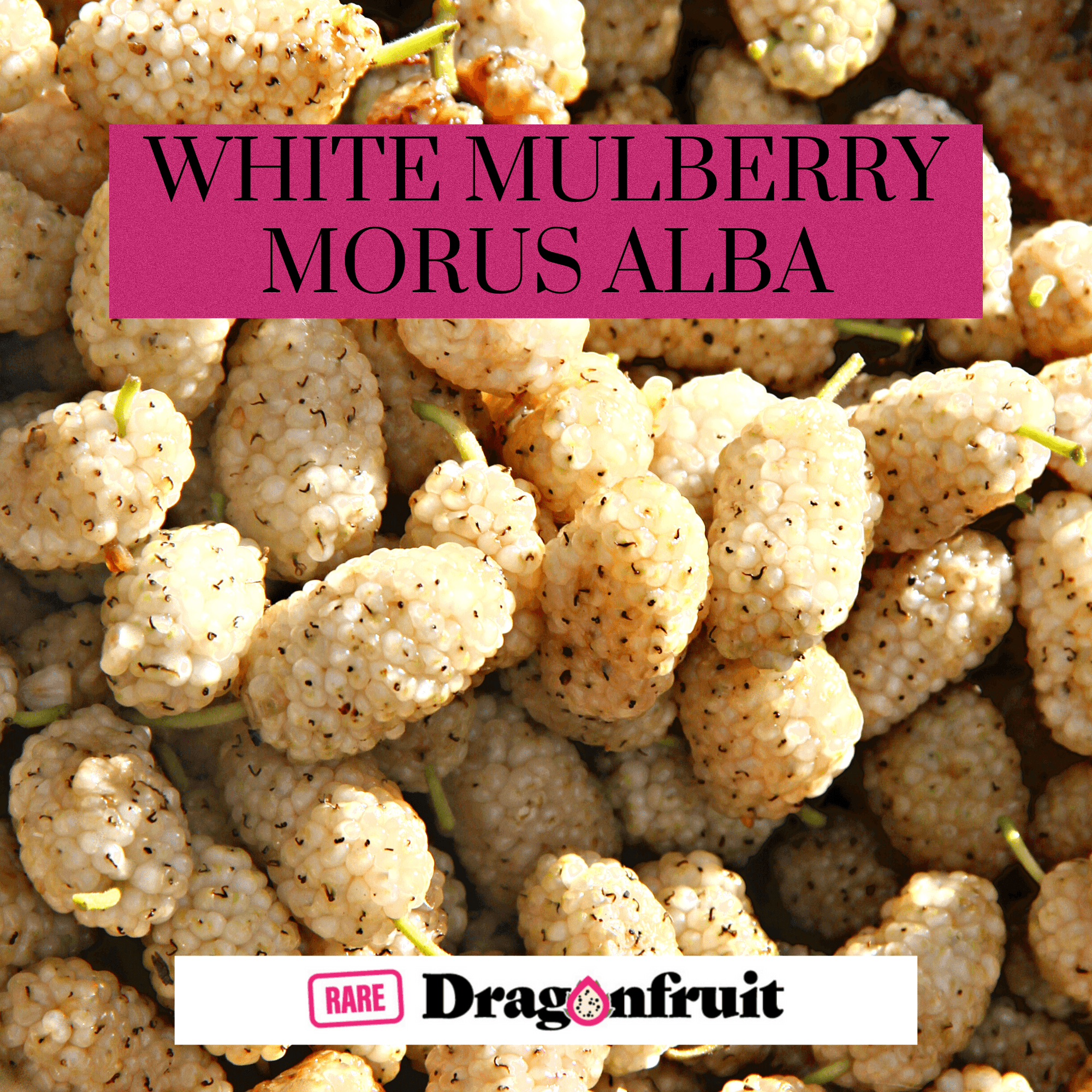 White Mulberry- Morus alba - Rare Dragon Fruit
