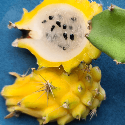 Yellow Megalanthus- Selenicereus Megalanthus Colombian Dragon Fruit - Rare Dragon Fruit