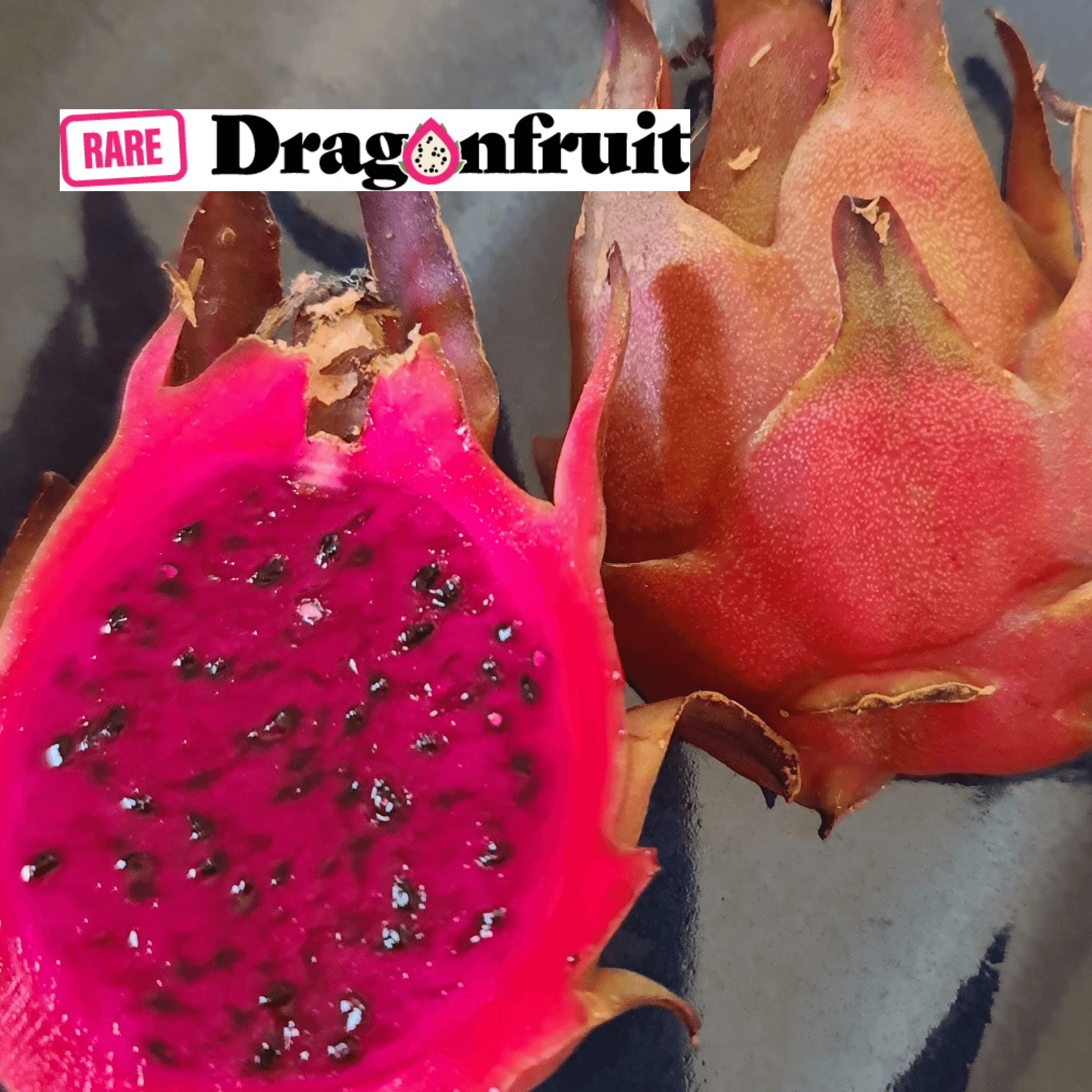 Zamorano – Dragon fruit Hylocereus Polyrhizus X - Rare Dragon Fruit