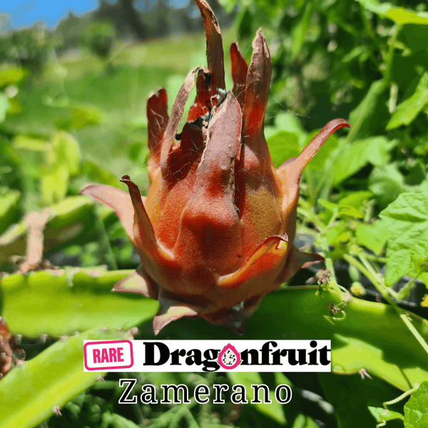 Zamorano Dragon fruit Hylocereus Polyrhizus X Rare Dragon Fruit