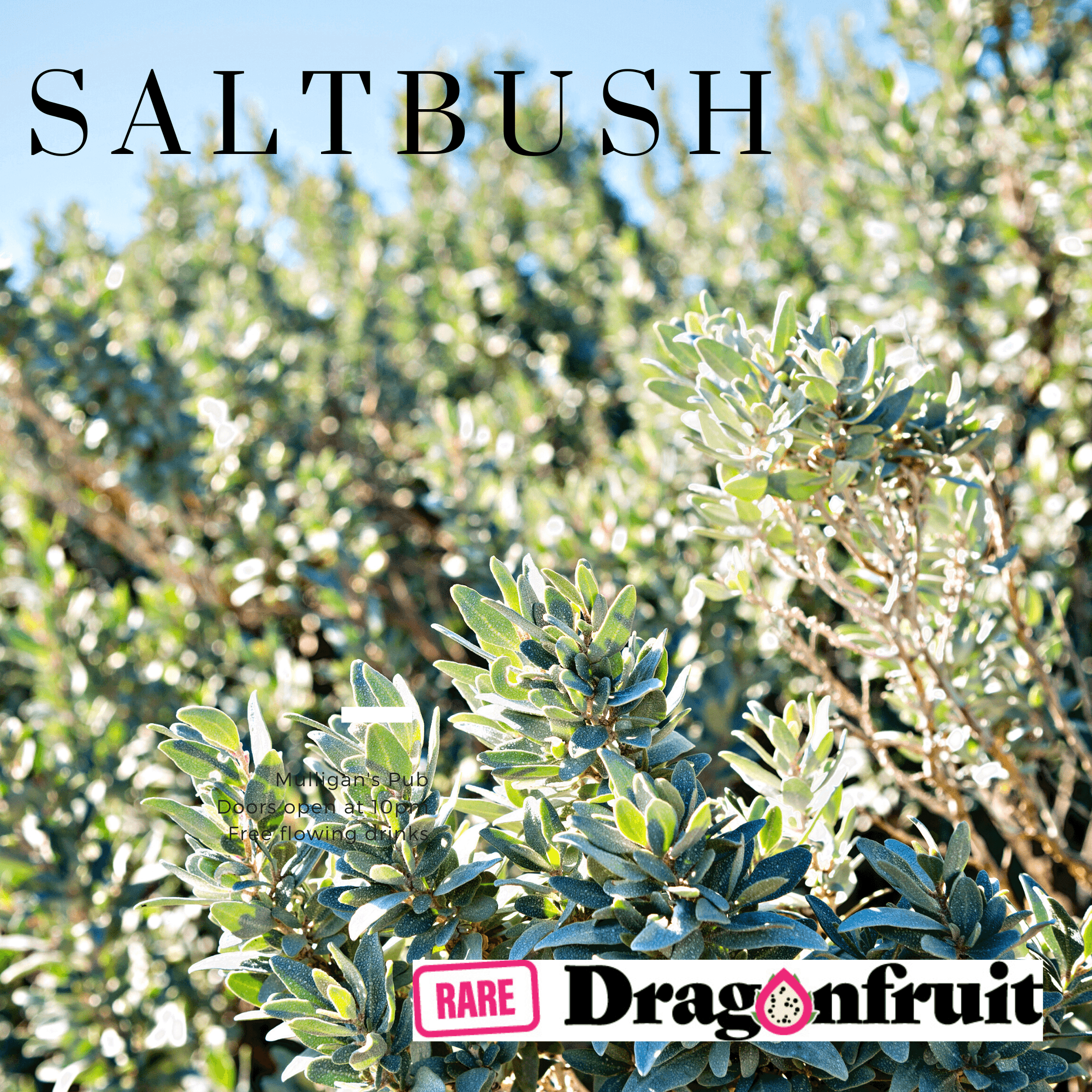 Salt Bush - Bush tucker plant - Rare Dragon Fruit