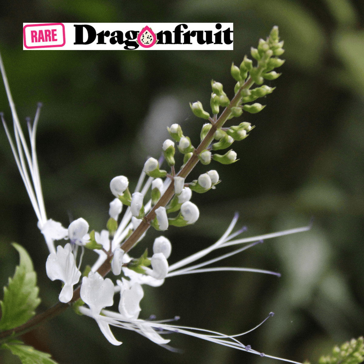 Cats Whiskers- Orthosiphon aristatus - Rare Dragon Fruit