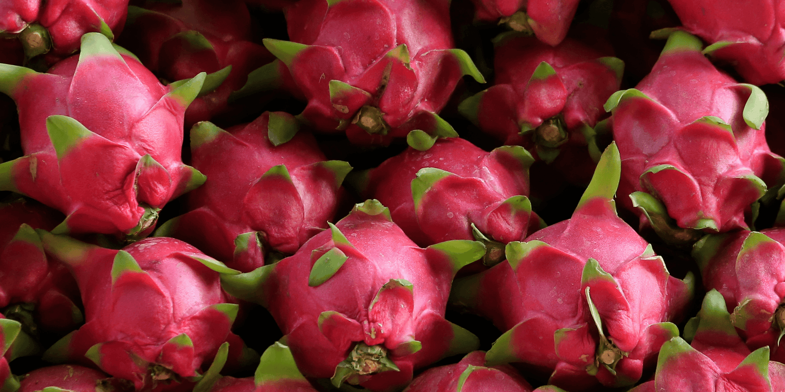 2013 University of California Pitahaya Production Seminar & Field Day - Rare Dragon Fruit