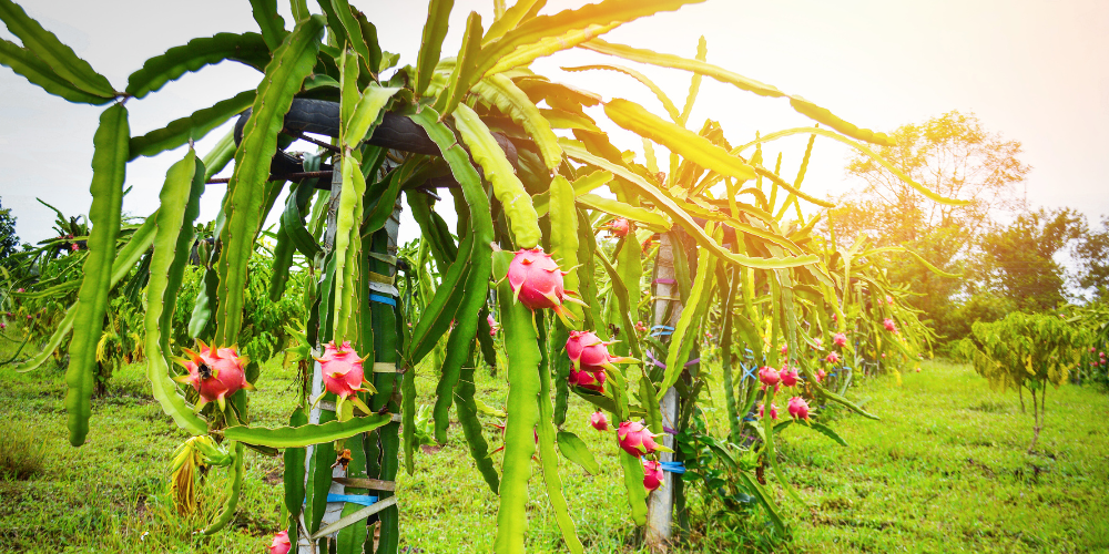 How to build a dragon fruit trellis.