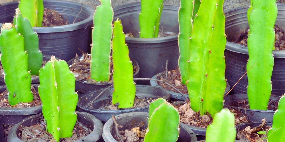 Growing Dragon fruit from cutting - Rare Dragon Fruit