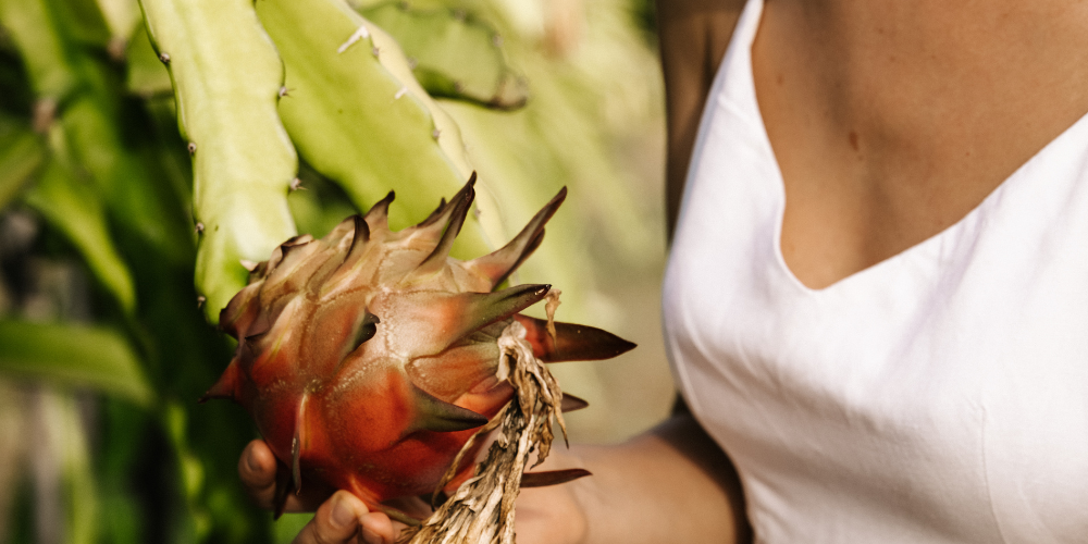 dragon fruit anatomy