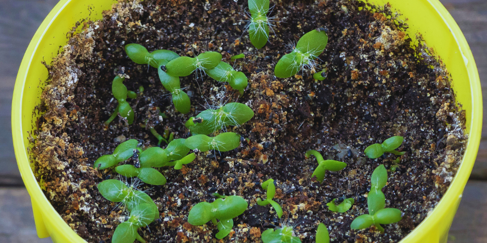 How to grow dragon fruit from seed. - Rare Dragon Fruit