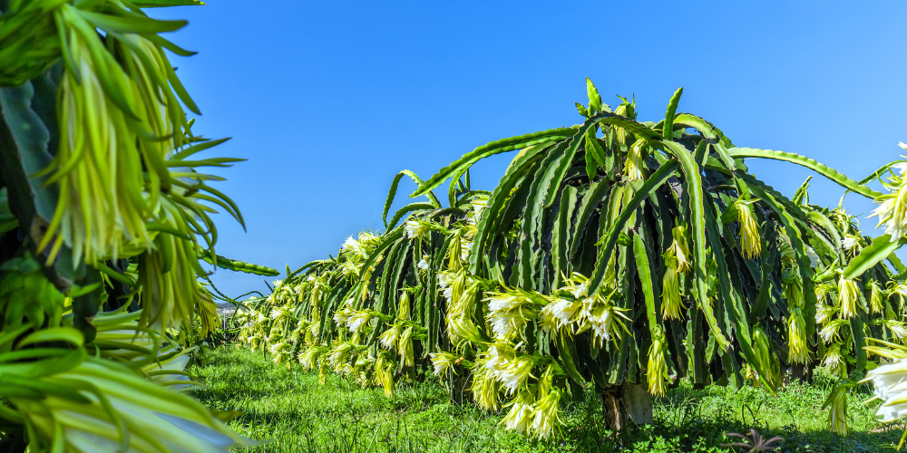 How long does it take a dragon fruit cutting to produce fruit?