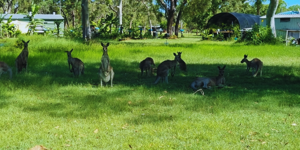 Our Sustainable Dragon Fruit Farm.